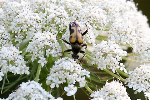 Flower Longhorn Beetle - Judolia cordifera Habitat: Small woodland meadow Geotagged,Judolia cordifera,Summer,United States,beetle,flower longhorn beetle