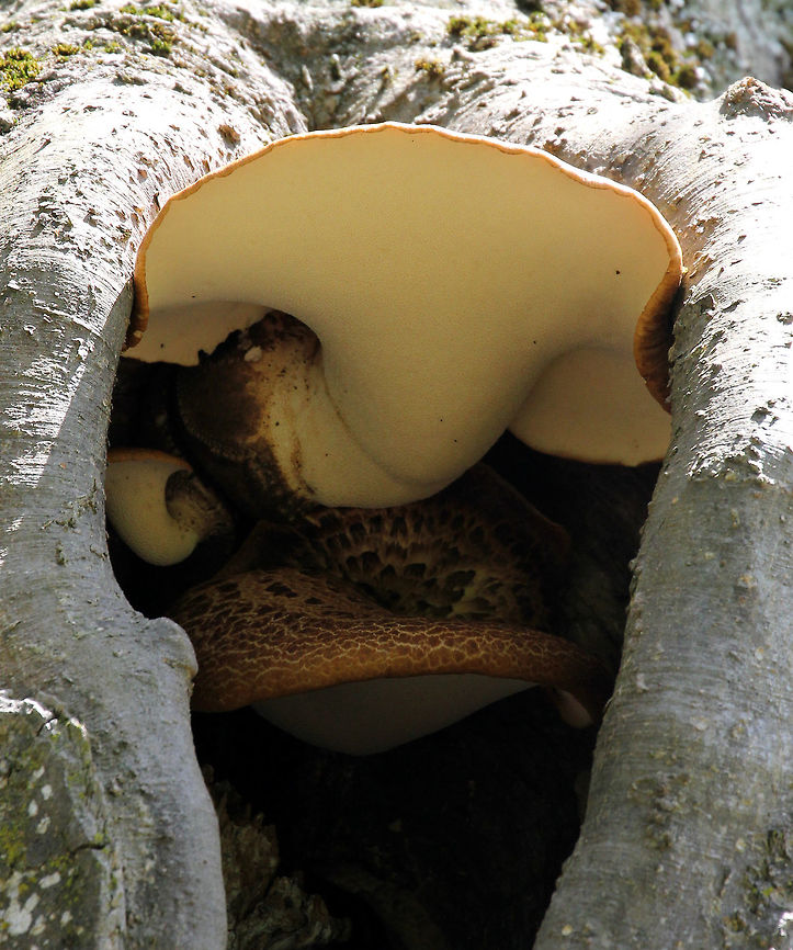 Dryad's Saddle - Polyporus squamosus Large size - the fruit body was around 30 cm across. The body can be creamy yellowish to tan/brown and has scales on its upper side. The cap is usually fan or kidney shaped.<br />
<br />
Habitat: Spotted growing out of a snag approximately 15-20 feet off the ground. Dryad's Saddle,Geotagged,Polyporus squamosus,Spring,United States
