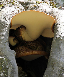 Dryad's Saddle - Polyporus squamosus Large size - the fruit body was around 30 cm across. The body can be creamy yellowish to tan/brown and has scales on its upper side. The cap is usually fan or kidney shaped.

Habitat: Spotted growing out of a snag approximately 15-20 feet off the ground. Dryad's Saddle,Geotagged,Polyporus squamosus,Spring,United States