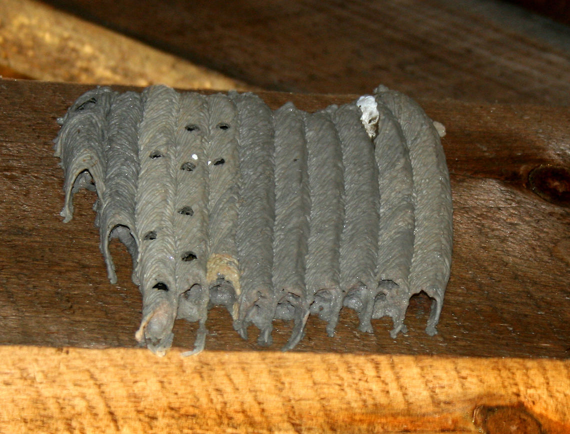Pipe Organ Mud Dauber Nest - Trypoxylon politum These wasps build characteristic "pipe organ" nests on vertical surfaces. They provision the nests with paralyzed spiders <br />
for the larvae to eat once they hatch. The wasps chew their way out when they are ready to leave the nest. New nests will be built beside old nests, year after year. Geotagged,Organ-pipe mud dauber,Spring,Trypoxylon politum,United States