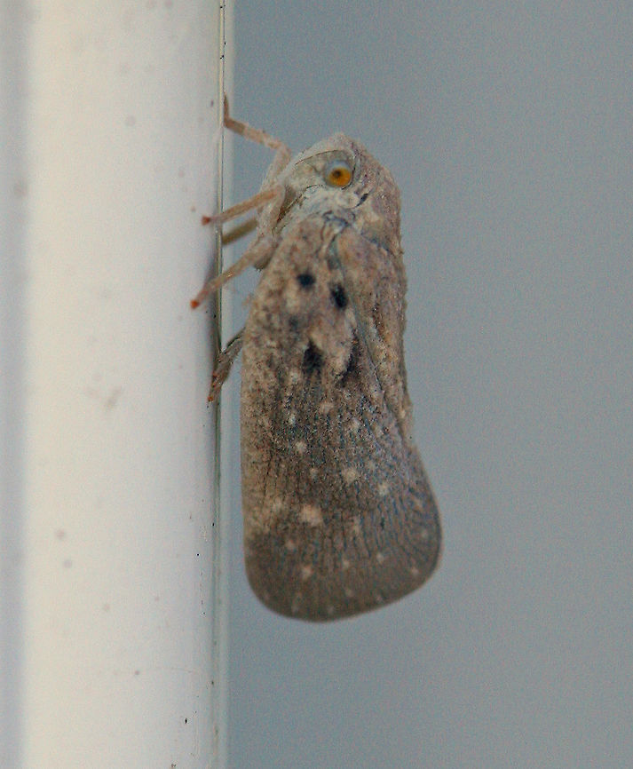 Citrus Flatid Planthopper - Metcalfa pruinosa Gray to brown depending on how much floury coating is present. Two dark spots (and often more) near the base of the wing are characteristic. Citrus Flatid Planthopper,Geotagged,Metcalfa pruinosa,Summer,United States,planthopper