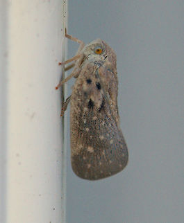 Citrus Flatid Planthopper - Metcalfa pruinosa Gray to brown depending on how much floury coating is present. Two dark spots (and often more) near the base of the wing are characteristic. Citrus Flatid Planthopper,Geotagged,Metcalfa pruinosa,Summer,United States,planthopper