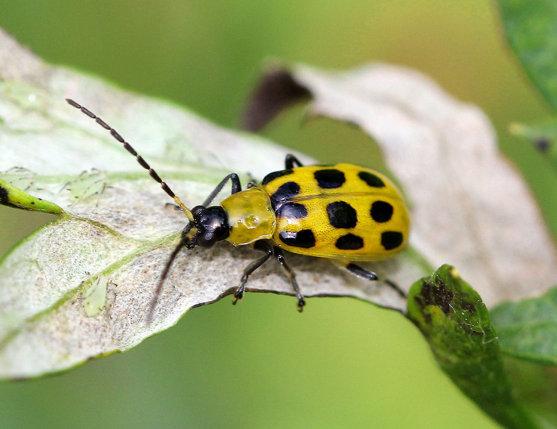 Spotted Cucumber Beetle - Diabrotica undecimpunctata howardi If you find this beetle in your garden, you can assume that it&#039;s up to no good as they are considered to be major pests. It may look innocent, and is often mistaken for a ladybug; but, unlike a ladybug, cucumber beetles are not at all beneficial. Rather, these beetles cause damage by feeding on roots, seedlings, flowers and foliage, and by transmitting disease. <br />
<br />
This cucumber beetle was yellowish green with twelve black spots on its elytra, and had a black head and black legs.<br />
<figure class="photo"><a href="https://www.jungledragon.com/image/56751/spotted_cucumber_beetle_-_diabrotica_undecimpunctata_howardi.html" title="Spotted Cucumber Beetle - Diabrotica undecimpunctata howardi"><img src="https://s3.amazonaws.com/media.jungledragon.com/images/3232/56751_thumb.jpg?AWSAccessKeyId=05GMT0V3GWVNE7GGM1R2&Expires=1759968010&Signature=o265VyqU5B0hfJdgUa3hrOmGLRw%3D" width="200" height="150" alt="Spotted Cucumber Beetle - Diabrotica undecimpunctata howardi If you find this beetle in your garden, you can assume that it&#039;s up to no good as they are considered to be major pests. It may look innocent, and is often mistaken for a ladybug; but, unlike a ladybug, cucumber beetles are not at all beneficial. Rather, these beetles cause damage by feeding on roots, seedlings, flowers and foliage, and by transmitting disease. <br />
<br />
 This cucumber beetles was yellowish green with twelve black spots on its elytra, and had a black head and black legs.<br />
https://www.jungledragon.com/image/71541/spotted_cucumber_beetle_-_diabrotica_undecimpunctata_howardi.html Diabrotica undecimpunctata,Diabrotica undecimpunctata howardi,Geotagged,Spotted Cucumber Beetle,Spotted cucumber beetle,Summer,United States,beetle" /></a></figure> Diabrotica undecimpunctata,Diabrotica undecimpunctata howardi,Geotagged,Spotted cucumber beetle,Summer,United States,beetle