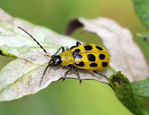 Spotted Cucumber Beetle - Diabrotica undecimpunctata howardi If you find this beetle in your garden, you can assume that it's up to no good as they are considered to be major pests. It may look innocent, and is often mistaken for a ladybug; but, unlike a ladybug, cucumber beetles are not at all beneficial. Rather, these beetles cause damage by feeding on roots, seedlings, flowers and foliage, and by transmitting disease. 

This cucumber beetle was yellowish green with twelve black spots on its elytra, and had a black head and black legs.
https://www.jungledragon.com/image/56751/spotted_cucumber_beetle.html Diabrotica undecimpunctata,Diabrotica undecimpunctata howardi,Geotagged,Spotted cucumber beetle,Summer,United States,beetle