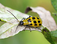 Spotted Cucumber Beetle - Diabrotica undecimpunctata howardi If you find this beetle in your garden, you can assume that it's up to no good as they are considered to be major pests. It may look innocent, and is often mistaken for a ladybug; but, unlike a ladybug, cucumber beetles are not at all beneficial. Rather, these beetles cause damage by feeding on roots, seedlings, flowers and foliage, and by transmitting disease. <br />
<br />
This cucumber beetle was yellowish green with twelve black spots on its elytra, and had a black head and black legs.<br />
https://www.jungledragon.com/image/56751/spotted_cucumber_beetle.html Diabrotica undecimpunctata,Diabrotica undecimpunctata howardi,Geotagged,Spotted cucumber beetle,Summer,United States,beetle