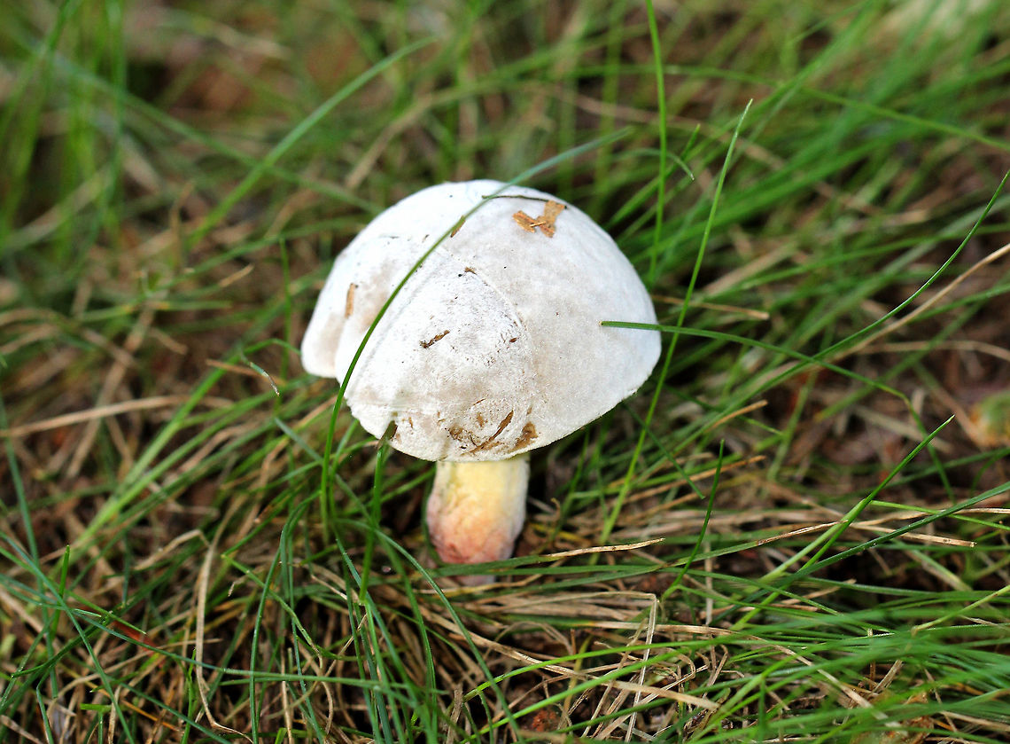 Bolete Eater - Hypomyces chrysospermus This fungus begins by infecting the mushroom&#039;s pores as a white, powdery mold. It quickly spreads across the mushroom, sometimes engulfing it entirely and distorting its growth.<br />
<br />
Habitat: Growing under a hemlock tree between a meadow and a mixed forest. Bolete eater,Geotagged,Hypomyces chrysospermus,Summer,United States,bolete