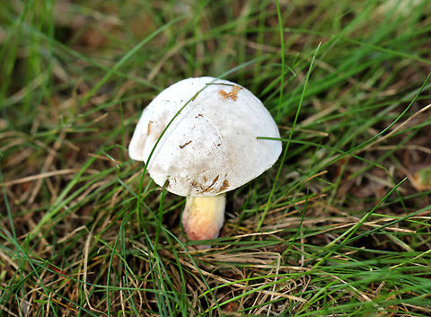 Bolete Eater - Hypomyces chrysospermus This fungus begins by infecting the mushroom's pores as a white, powdery mold. It quickly spreads across the mushroom, sometimes engulfing it entirely and distorting its growth.

Habitat: Growing under a hemlock tree between a meadow and a mixed forest. Bolete eater,Geotagged,Hypomyces chrysospermus,Summer,United States,bolete