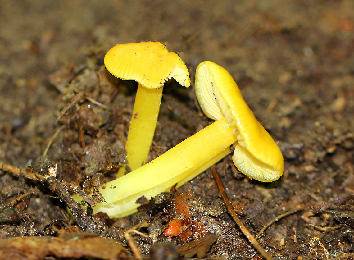 Golden Waxcap - Hygrocybe chlorophana group Bright yellow caps that were very sticky. Caps were 2-3 cm in diameter and had lined margins. The gills were pale yellow and fairly distant. Stems were yellow, like the caps. One stem was completely split.<br />
<br />
Habitat: These waxcaps were growing on the ground in a mixed forest. For a long time, waxcaps were considered to be saprobic on dead roots, but it is now considered likely that there is a mutualistic relationship between waxcaps and mosses.<br />
<br />
Note: In Germany, Poland, and Switzerland, Hygrocybe chlorophana is of conservation concern, and appears on national red lists of threatened fungi. Geotagged,Golden Waxycap,Hygrocybe chlorophana,Summer,United States,fungus,mushroom,waxcap,yellow