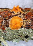 Crowded Parchment - Stereum complicatum This fungus provided a beautiful bit of color in the snow! Most were 0.5-1.5 cm in size, and many were fused together. They had irregular shapes with concentric zones of orange and some tan coloration. No pores or stem present.<br />
https://www.jungledragon.com/image/56616/crowded_parchment.html Crowded parchment,Fall,Geotagged,Stereum complicatum,Stereum rameale,United States