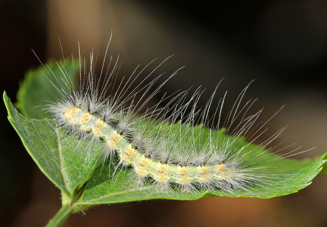Fall Webworm Caterpillar - Hyphantria cunea Caterpillar with a black head, yellow body, and black, dorsal spots. Its body was covered with long, white setae arising from tubercles located along the sides.<br />
<br />
This species occurs throughout North America, although there are distinct physical differences between the northern and southern populations. Furthermore, the number of generations per year depends on latitude. The southern populations are multivoltine and may complete four generations per year, while northern populations are univoltine, completing only one life cycle per year. Fall,Fall webworm,Geotagged,Hyphantria cunea,United States,c aterpillar,webworm