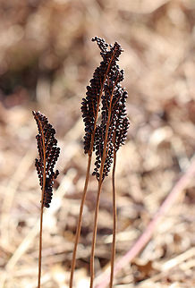 Sensitive Fern - Onoclea sensibilis Spores are produced on erect, fertile fronds, which are green in the summer and then turn brown in the autumn. The fertile fronds persist throughout the winter, releasing their spores to the wind the following spring before any new leaves form. 

Commonly called sensitive fern because the green vegetative fronds are sensitive to and suffer almost immediate damage from the first fall frost.
https://www.jungledragon.com/image/57741/sensitive_fern.html
https://www.jungledragon.com/image/71593/sensitive_fern_-_onoclea_sensibilis.html Geotagged,Onoclea sensibilis,Sensitive fern,United States,Winter