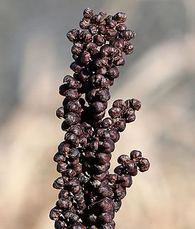 Sensitive Fern - Onoclea sensibilis Sensitive Fern - Onoclea sensibilis
Spores are produced on erect, fertile fronds, which are green in the summer and then turn brown in the autumn. The fertile fronds persist throughout the winter, releasing their spores to the wind the following spring before any new leaves form. 

Commonly called sensitive fern because the green vegetative fronds are sensitive to and suffer almost immediate damage from the first fall frost.
https://www.jungledragon.com/image/71592/sensitive_fern_-_onoclea_sensibilis.html
https://www.jungledragon.com/image/57741/sensitive_fern.html
 Geotagged,Onoclea sensibilis,Sensitive fern,United States,Winter,fern