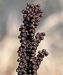 Sensitive Fern - Onoclea sensibilis Sensitive Fern - Onoclea sensibilis<br />
Spores are produced on erect, fertile fronds, which are green in the summer and then turn brown in the autumn. The fertile fronds persist throughout the winter, releasing their spores to the wind the following spring before any new leaves form. <br />
<br />
Commonly called sensitive fern because the green vegetative fronds are sensitive to and suffer almost immediate damage from the first fall frost.<br />
https://www.jungledragon.com/image/71592/sensitive_fern_-_onoclea_sensibilis.html<br />
https://www.jungledragon.com/image/57741/sensitive_fern.html<br />
 Geotagged,Onoclea sensibilis,Sensitive fern,United States,Winter,fern