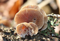 Veiled Panus - Tectella patellaris <br />
The fruiting bodies were brown with a pale tan margin. They were clamshell-shaped and lacked a true stem. There was a white bloom on some of the caps. Gills were tan.<br />
https://www.jungledragon.com/image/57631/veiled_panus.html<br />
 Geotagged,Tectella patellaris,United States,Veiled Panus,Winter