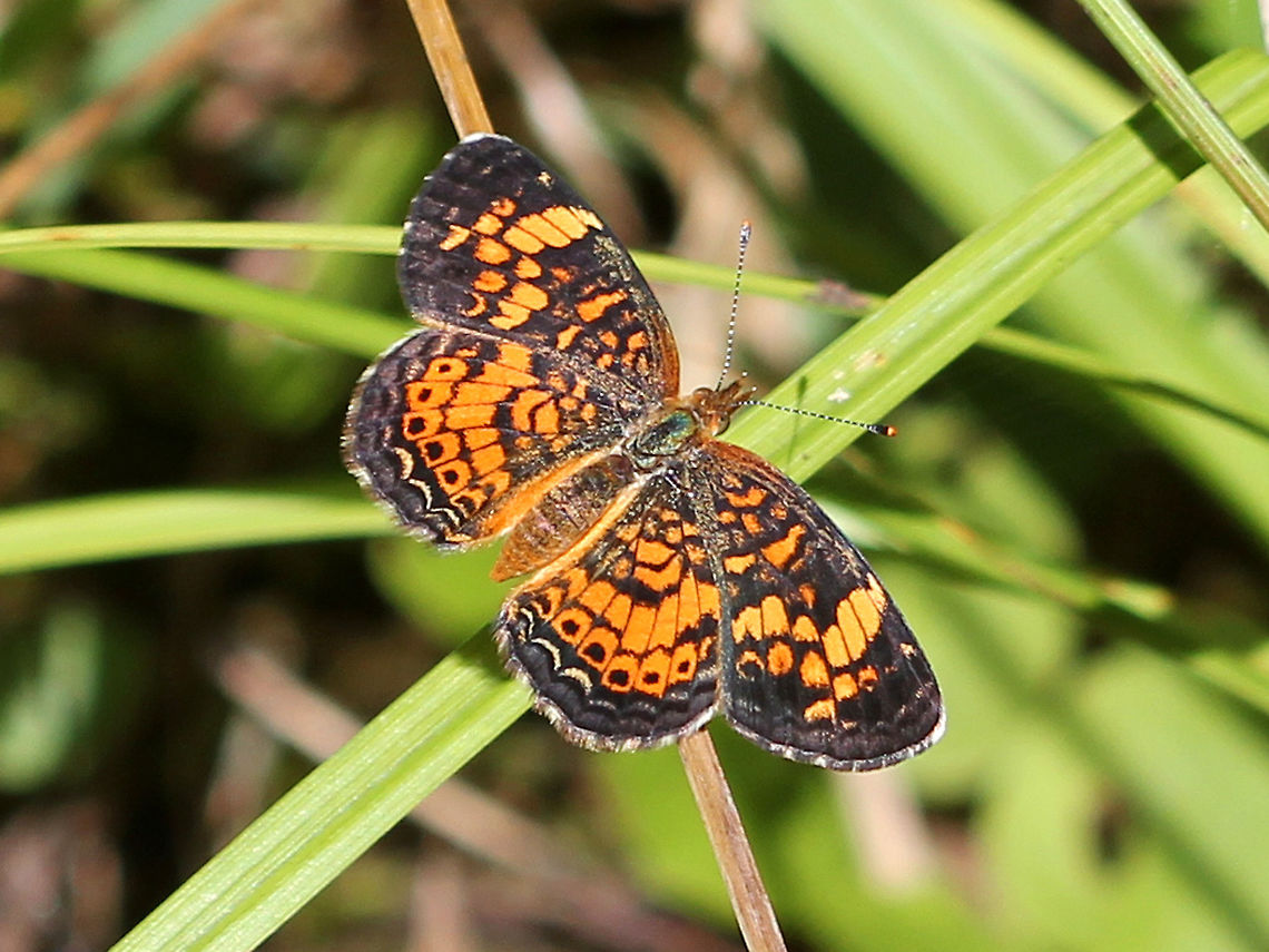 Pearl Crescent - Phyciodes tharos <br />
Pattern is quite variable. Males usually have black antennal knobs. Upperside is orange with black borders; postmedian and submarginal areas are crossed by fine black marks. Geotagged,Pearl Crescent,Phyciodes tharos,Summer,United States,butterfly
