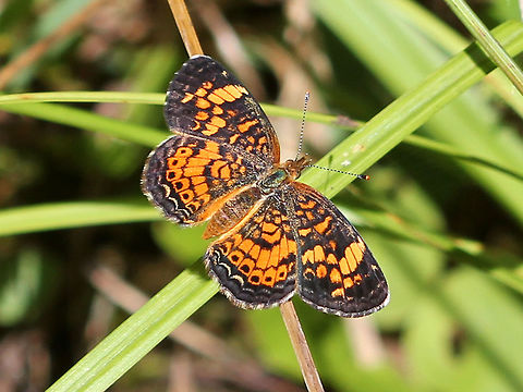 Pearl Crescent - Phyciodes tharos 
Pattern is quite variable. Males usually have black antennal knobs. Upperside is orange with black borders; postmedian and submarginal areas are crossed by fine black marks. Geotagged,Pearl Crescent,Phyciodes tharos,Summer,United States,butterfly