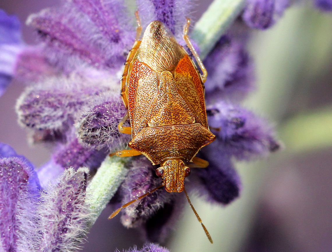Predatory Stink Bug - Podisus brevispinus Stink bug with brown, olive, and orange coloration. It was approximately 11 mm long. Unlike other species of stink bugs, predatory stink bugs (as their common name implies), feed on other insects. Their prey include slow-moving, soft-bodied insects, especially larvae.<br />
<br />
Habitat: Spotted during a solar eclipse in a rural herb garden.<br />
<br />
<figure class="photo"><a href="https://www.jungledragon.com/image/71606/predatory_stink_bug_-_podisus_brevispinus.html" title="Predatory Stink Bug - Podisus brevispinus"><img src="https://s3.amazonaws.com/media.jungledragon.com/images/3232/71606_thumb.jpg?AWSAccessKeyId=05GMT0V3GWVNE7GGM1R2&Expires=1769040010&Signature=2W4trgh4yDtD%2FFx1ApD91MuudWY%3D" width="200" height="134" alt="Predatory Stink Bug - Podisus brevispinus Stink bug with brown, olive, and orange coloration. It was approximately 11 mm long. Unlike other species of stink bugs, predatory stink bugs (as their common name implies), feed on other insects. Their prey include slow-moving, soft-bodied insects, especially larvae.<br />
<br />
Habitat: Spotted during a solar eclipse in a rural herb garden.<br />
https://www.jungledragon.com/image/71604/predatory_stink_bug_-_podisus_brevispinus.html<br />
https://www.jungledragon.com/image/71605/predatory_stink_bug_-_podisus_brevispinus.html Asopinae,Geotagged,Podisus brevispinus,Summer,United States,bug,stink bug" /></a></figure><br />
<figure class="photo"><a href="https://www.jungledragon.com/image/71605/predatory_stink_bug_-_podisus_brevispinus.html" title="Predatory Stink Bug - Podisus brevispinus"><img src="https://s3.amazonaws.com/media.jungledragon.com/images/3232/71605_thumb.jpg?AWSAccessKeyId=05GMT0V3GWVNE7GGM1R2&Expires=1769040010&Signature=y2YY01%2FdWct8RkgDumuiUGMGvAE%3D" width="200" height="140" alt="Predatory Stink Bug - Podisus brevispinus Stink bug with brown, olive, and orange coloration. It was approximately 11 mm long. Unlike other species of stink bugs, predatory stink bugs (as their common name implies), feed on other insects. Their prey include slow-moving, soft-bodied insects, especially larvae.<br />
<br />
Habitat: Spotted during a solar eclipse in a rural herb garden.<br />
https://www.jungledragon.com/image/71604/predatory_stink_bug_-_podisus_brevispinus.html<br />
https://www.jungledragon.com/image/71606/predatory_stink_bug_-_podisus_brevispinus.html Asopinae,Geotagged,Podisus brevispinus,Summer,United States,bug,stink bug" /></a></figure><br />
 Asopinae,Geotagged,Podisus brevispinus,Summer,United States,bug,predatory stink bug,stink bug