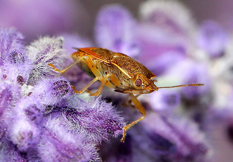 Predatory Stink Bug - Podisus brevispinus Stink bug with brown, olive, and orange coloration. It was approximately 11 mm long. Unlike other species of stink bugs, predatory stink bugs (as their common name implies), feed on other insects. Their prey include slow-moving, soft-bodied insects, especially larvae.

Habitat: Spotted during a solar eclipse in a rural herb garden.
https://www.jungledragon.com/image/71604/predatory_stink_bug_-_podisus_brevispinus.html
https://www.jungledragon.com/image/71606/predatory_stink_bug_-_podisus_brevispinus.html Asopinae,Geotagged,Podisus brevispinus,Summer,United States,bug,stink bug