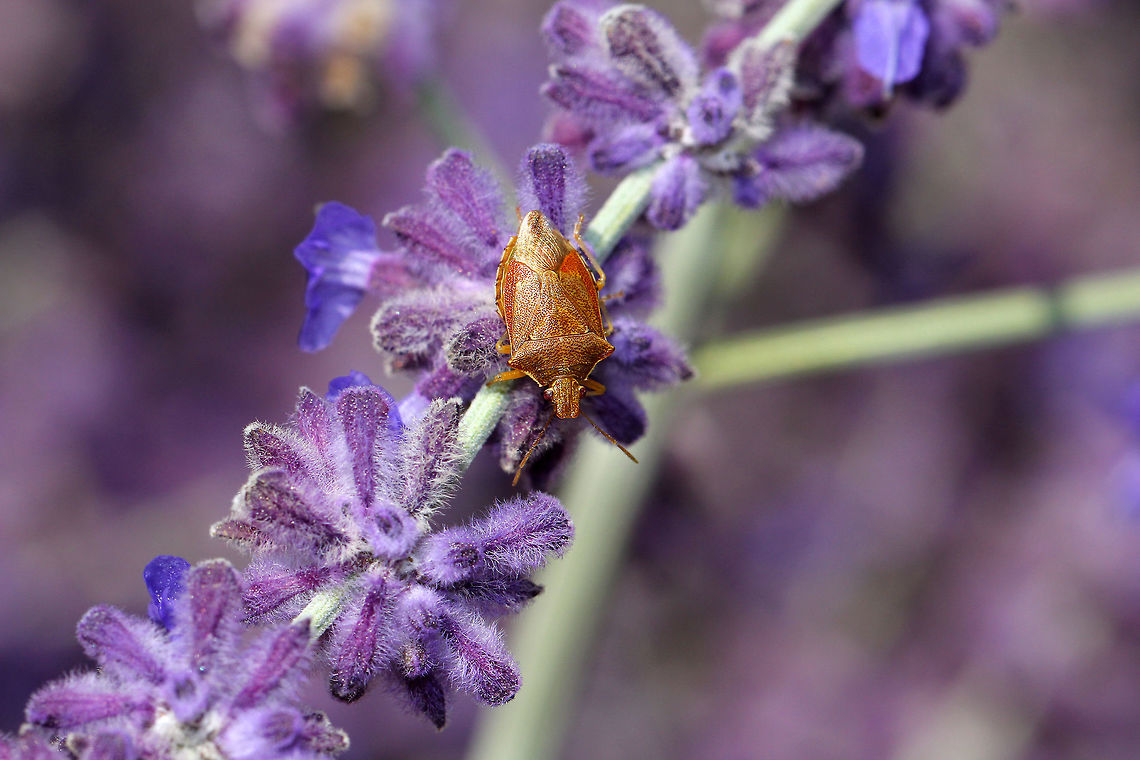 Predatory Stink Bug - Podisus brevispinus Stink bug with brown, olive, and orange coloration. It was approximately 11 mm long. Unlike other species of stink bugs, predatory stink bugs (as their common name implies), feed on other insects. Their prey include slow-moving, soft-bodied insects, especially larvae.<br />
<br />
Habitat: Spotted during a solar eclipse in a rural herb garden.<br />
<figure class="photo"><a href="https://www.jungledragon.com/image/71604/predatory_stink_bug_-_podisus_brevispinus.html" title="Predatory Stink Bug - Podisus brevispinus"><img src="https://s3.amazonaws.com/media.jungledragon.com/images/3232/71604_thumb.jpg?AWSAccessKeyId=05GMT0V3GWVNE7GGM1R2&Expires=1769040010&Signature=fxxFoTp9QLAHZb06JgkdOnJk1mw%3D" width="200" height="154" alt="Predatory Stink Bug - Podisus brevispinus Stink bug with brown, olive, and orange coloration. It was approximately 11 mm long. Unlike other species of stink bugs, predatory stink bugs (as their common name implies), feed on other insects. Their prey include slow-moving, soft-bodied insects, especially larvae.<br />
<br />
Habitat: Spotted during a solar eclipse in a rural herb garden.<br />
<br />
https://www.jungledragon.com/image/71606/predatory_stink_bug_-_podisus_brevispinus.html<br />
https://www.jungledragon.com/image/71605/predatory_stink_bug_-_podisus_brevispinus.html<br />
 Asopinae,Geotagged,Podisus brevispinus,Summer,United States,bug,predatory stink bug,stink bug" /></a></figure><br />
<figure class="photo"><a href="https://www.jungledragon.com/image/71605/predatory_stink_bug_-_podisus_brevispinus.html" title="Predatory Stink Bug - Podisus brevispinus"><img src="https://s3.amazonaws.com/media.jungledragon.com/images/3232/71605_thumb.jpg?AWSAccessKeyId=05GMT0V3GWVNE7GGM1R2&Expires=1769040010&Signature=y2YY01%2FdWct8RkgDumuiUGMGvAE%3D" width="200" height="140" alt="Predatory Stink Bug - Podisus brevispinus Stink bug with brown, olive, and orange coloration. It was approximately 11 mm long. Unlike other species of stink bugs, predatory stink bugs (as their common name implies), feed on other insects. Their prey include slow-moving, soft-bodied insects, especially larvae.<br />
<br />
Habitat: Spotted during a solar eclipse in a rural herb garden.<br />
https://www.jungledragon.com/image/71604/predatory_stink_bug_-_podisus_brevispinus.html<br />
https://www.jungledragon.com/image/71606/predatory_stink_bug_-_podisus_brevispinus.html Asopinae,Geotagged,Podisus brevispinus,Summer,United States,bug,stink bug" /></a></figure> Asopinae,Geotagged,Podisus brevispinus,Summer,United States,bug,stink bug