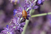Predatory Stink Bug - Podisus brevispinus Stink bug with brown, olive, and orange coloration. It was approximately 11 mm long. Unlike other species of stink bugs, predatory stink bugs (as their common name implies), feed on other insects. Their prey include slow-moving, soft-bodied insects, especially larvae.<br />
<br />
Habitat: Spotted during a solar eclipse in a rural herb garden.<br />
https://www.jungledragon.com/image/71604/predatory_stink_bug_-_podisus_brevispinus.html<br />
https://www.jungledragon.com/image/71605/predatory_stink_bug_-_podisus_brevispinus.html Asopinae,Geotagged,Podisus brevispinus,Summer,United States,bug,stink bug