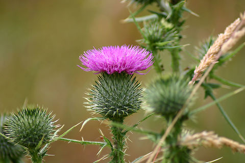Spear Thistle - Cirsium vulgare Habitat: Mount St. Helens, Washington. Cirsium vulgare,Geotagged,Spear Thistle,Summer,United States,thistle