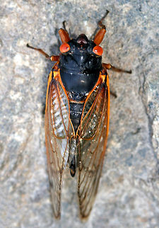 Cassin's Periodical Cicada - Magicicada cassinii Magicicada is the genus of the 13-year and 17-year periodical cicadas of eastern North America. Although they are sometimes called "locusts", this is a misnomer as cicadas belong to the taxonomic order Homoptera, while locusts belong to Orthoptera. This particular cicada is a 17-year cicada and was part of Brood II, which last emerged in 2013.

Habitat: Spotted along the Hudson River in upstate New York.
https://www.jungledragon.com/image/58737/cassins_periodical_cicada_-_magicicada_cassinii.html Geotagged,Magicicada,Magicicada cassinii,Spring,United States,cicada
