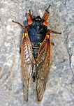 Cassin's Periodical Cicada - Magicicada cassinii Magicicada is the genus of the 13-year and 17-year periodical cicadas of eastern North America. Although they are sometimes called "locusts", this is a misnomer as cicadas belong to the taxonomic order Homoptera, while locusts belong to Orthoptera. This particular cicada is a 17-year cicada and was part of Brood II, which last emerged in 2013.<br />
<br />
Habitat: Spotted along the Hudson River in upstate New York.<br />
https://www.jungledragon.com/image/58737/cassins_periodical_cicada_-_magicicada_cassinii.html Geotagged,Magicicada,Magicicada cassinii,Spring,United States,cicada