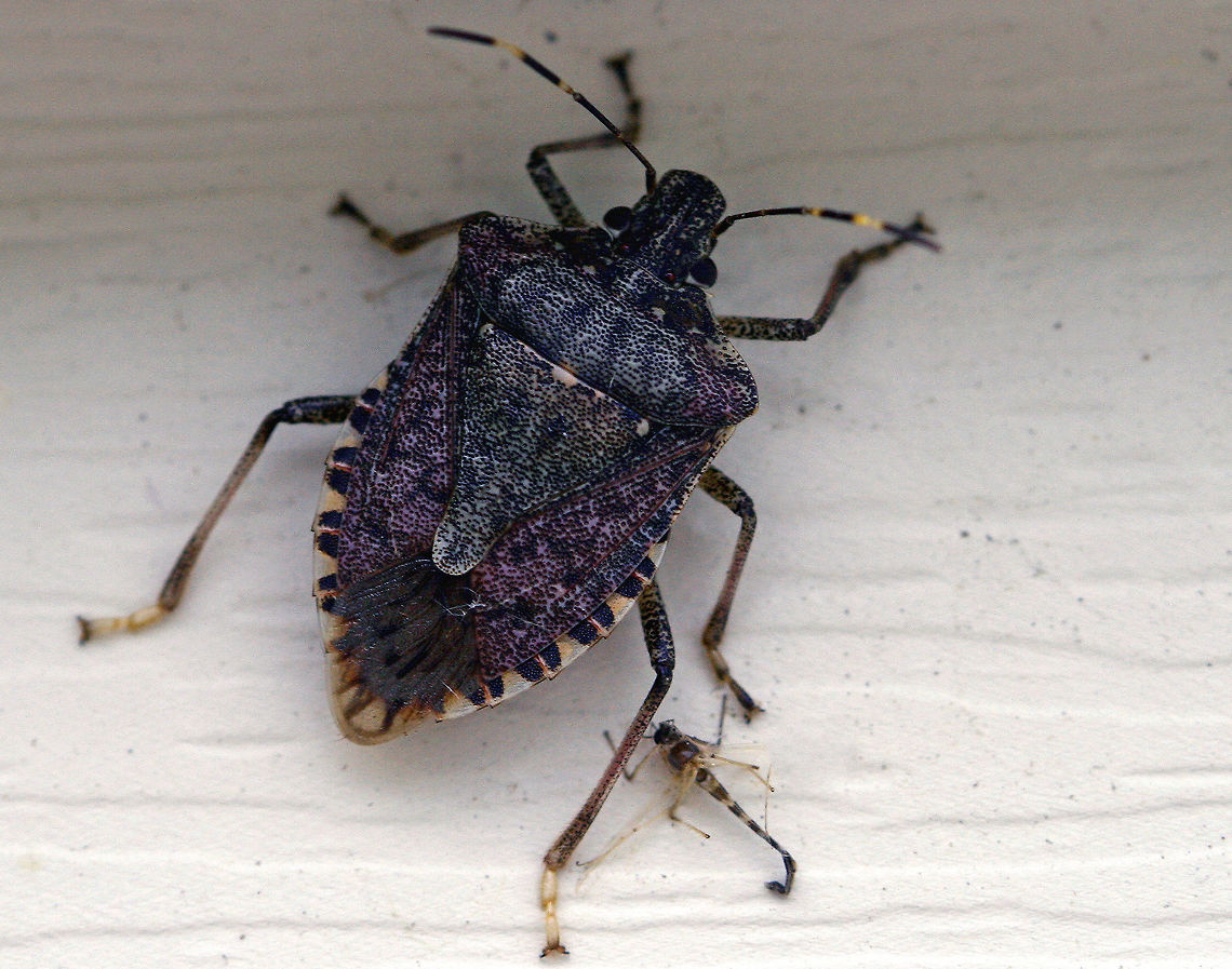 Brown Marmorated Stink Bug - Halyomorpha halys  Brown marmorated stink bug,Geotagged,Halyomorpha halys,Summer,United States,bug,stink bug