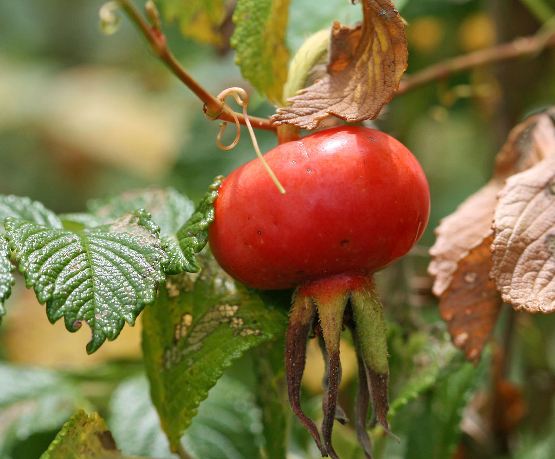 Rose Hip - Rosa rugosa Rose hips are the fruit produced by wild rose plants. They form beneath the flower grow larger after the petals fall to the ground. They are orange-reddish when ripe. The larger, the better for harvesting to ensure that you get a good percentage of flesh - the inside of each rose hip is flesh and bitter, hairy seeds (which are not eaten). Rose hips are healthy, high in vitamin C, and kind of taste like apricots when raw.<br />
<br />
Habitat: Growing along a beach on Long Island Sound. Geotagged,Rosa rugosa,Summer,United States,japanese rose,rose,rose hip