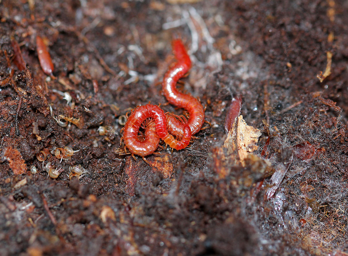 Soil Centipede - Strigamia bothriopus Beautiful, bright red centipede that was close to 5cm long. Centipedes are metameric, which means that their body is divided into segments, which are mostly all identical. Metamerization is an important phenomenon that humans share with centipedes. In humans, metamerization is seen in the repeating spinal discs in our backbones.<br />
<br />
<figure class="photo"><a href="https://www.jungledragon.com/image/56916/soil_centipede_-_strigamia_bothriopus.html" title="Soil Centipede - Strigamia bothriopus"><img src="https://s3.amazonaws.com/media.jungledragon.com/images/3232/56916_thumb.jpg?AWSAccessKeyId=05GMT0V3GWVNE7GGM1R2&Expires=1767225610&Signature=e%2BIWZrwU8sAeDVBebAwmUSrBgx0%3D" width="200" height="144" alt="Soil Centipede - Strigamia bothriopus Beautiful, bright red centipede that was close to 5cm long.   Centipedes are metameric, which means that their body is divided into segments, which are mostly all identical. Metamerization is an important phenomenon that humans share with centipedes. In humans, metamerization is seen in the repeating spinal discs in our backbones.<br />
https://www.jungledragon.com/image/71618/soil_centipede_-_strigamia_bothriopus.html Chilopoda,Fall,Geophilomorpha,Geotagged,Linotaeniida,Soil Centipede,Strigamia,Strigamia bothriopus,United States,centipede" /></a></figure> Chilopoda,Fall,Geophilomorpha,Geotagged,Linotaeniida,Strigamia,Strigamia bothriopus,United States,centipede