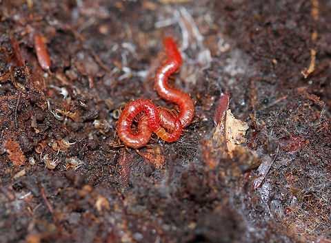 Soil Centipede - Strigamia bothriopus Beautiful, bright red centipede that was close to 5cm long. Centipedes are metameric, which means that their body is divided into segments, which are mostly all identical. Metamerization is an important phenomenon that humans share with centipedes. In humans, metamerization is seen in the repeating spinal discs in our backbones.

https://www.jungledragon.com/image/56916/soil_centipede.html Chilopoda,Fall,Geophilomorpha,Geotagged,Linotaeniida,Strigamia,Strigamia bothriopus,United States,centipede