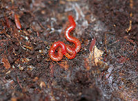 Soil Centipede - Strigamia bothriopus Beautiful, bright red centipede that was close to 5cm long. Centipedes are metameric, which means that their body is divided into segments, which are mostly all identical. Metamerization is an important phenomenon that humans share with centipedes. In humans, metamerization is seen in the repeating spinal discs in our backbones.<br />
<br />
https://www.jungledragon.com/image/56916/soil_centipede.html Chilopoda,Fall,Geophilomorpha,Geotagged,Linotaeniida,Strigamia,Strigamia bothriopus,United States,centipede