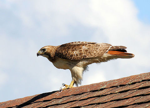 Red-tailed Hawk - Buteo jamaicensis This is Veronica. She's a wild hawk with an interesting story...Veronica has lived on the property at White Memorial Conservation Center in Litchfield, Connecticut for at least 10 years. She was first noticed one morning when the wildlife rehabilitator went to feed their resident hawk, and found Veronica sitting on top of the hawk's cage. She hopped to the side and watched as the wildlife rehabilitator fed the hawk in the cage. The worker threw Veronica a mouse, and she's been around ever since. Sometimes they won't see her for a couple months, but she always comes back and will wait on top of the building for someone to come out and toss her a treat. You can see a bit of red guts on her beak that was left over from her most recent snack.
https://www.jungledragon.com/image/56940/red-tailed_hawk.html
https://www.jungledragon.com/image/71667/red-tailed_hawk_-_buteo_jamaicensis.html Buteo jamaicensis,Geotagged,Red-tailed hawk,Spring,United States,hawk