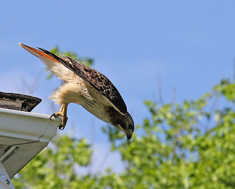 Red-tailed Hawk - Buteo jamaicensis This is Veronica. She's a wild hawk with an interesting story...Veronica has lived on the property at White Memorial Conservation Center in Litchfield, Connecticut for at least 10 years. She was first noticed one morning when the wildlife rehabilitator went to feed their resident hawk, and found Veronica sitting on top of the hawk's cage. She hopped to the side and watched as the wildlife rehabilitator fed the hawk in the cage. The worker threw Veronica a mouse, and she's been around ever since. Sometimes they won't see her for a couple months, but she always comes back and will wait on top of the building for someone to come out and toss her a treat. You can see a bit of red guts on her beak that was left over from her most recent snack.
https://www.jungledragon.com/image/71666/red-tailed_hawk_-_buteo_jamaicensis.html
https://www.jungledragon.com/image/56940/red-tailed_hawk.html Buteo jamaicensis,Geotagged,Red-tailed hawk,Spring,United States,hawk