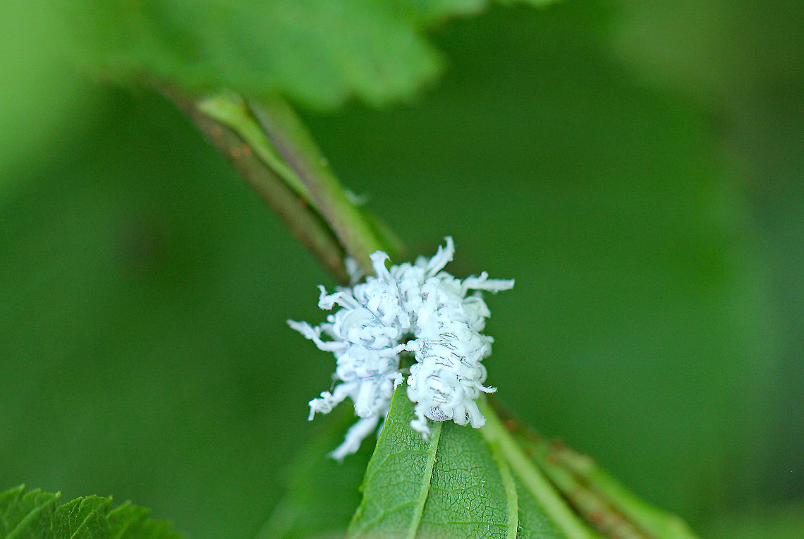Sawfly Larva - Eriocampa sp. or Macremphytus sp This the only shot I have of this larva, and I haven&#039;t been able to identify it yet.<br />
<br />
Habitat: Deciduous forest, along the edge of a pond. Eriocampa,Geotagged,Macremphytus,Summer,United States,larva,sawfly,sawfly larva