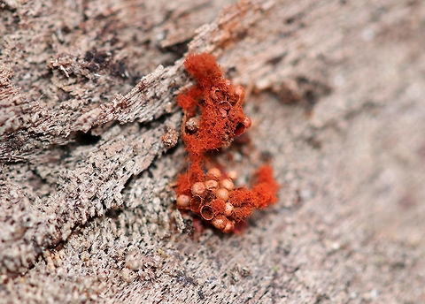 Multigoblet Slime Mold -  Metatrichia vesparium Fluffy, red spore masses with tiny, empty red goblets that were only about 0.5 mm wide. Initially, these goblet clusters would have been black and shiny, but most of these had already opened leaving just the empty red goblets.

Habitat: On rotting wood in a deciduous forest Fall,Geotagged,Metatrichia,Metatrichia vesparium,Multigoblet slime mold,United States,slime mold
