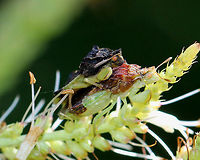 Jagged Ambush Bugs (Coupling) - Phymata sp. These two ambush bugs appear to be mating, but they are not. The male is sitting on top of the female in a piggyback position, which is referred to as "coupling" - a pre or post copulation guarding behavior. Copulation in these bugs only occurs when the male is positioned next to the female.<br />
https://www.jungledragon.com/image/56843/jagged_ambush_bugs_coupling_-_phymata_sp.html<br />
https://www.jungledragon.com/image/71671/jagged_ambush_bugs_coupling_-_phymata_sp.html Geotagged,Jagged Ambush Bugs (Coupling),Phymata,Summer,United States,ambush bugs,bugs,jagged ambush bugs