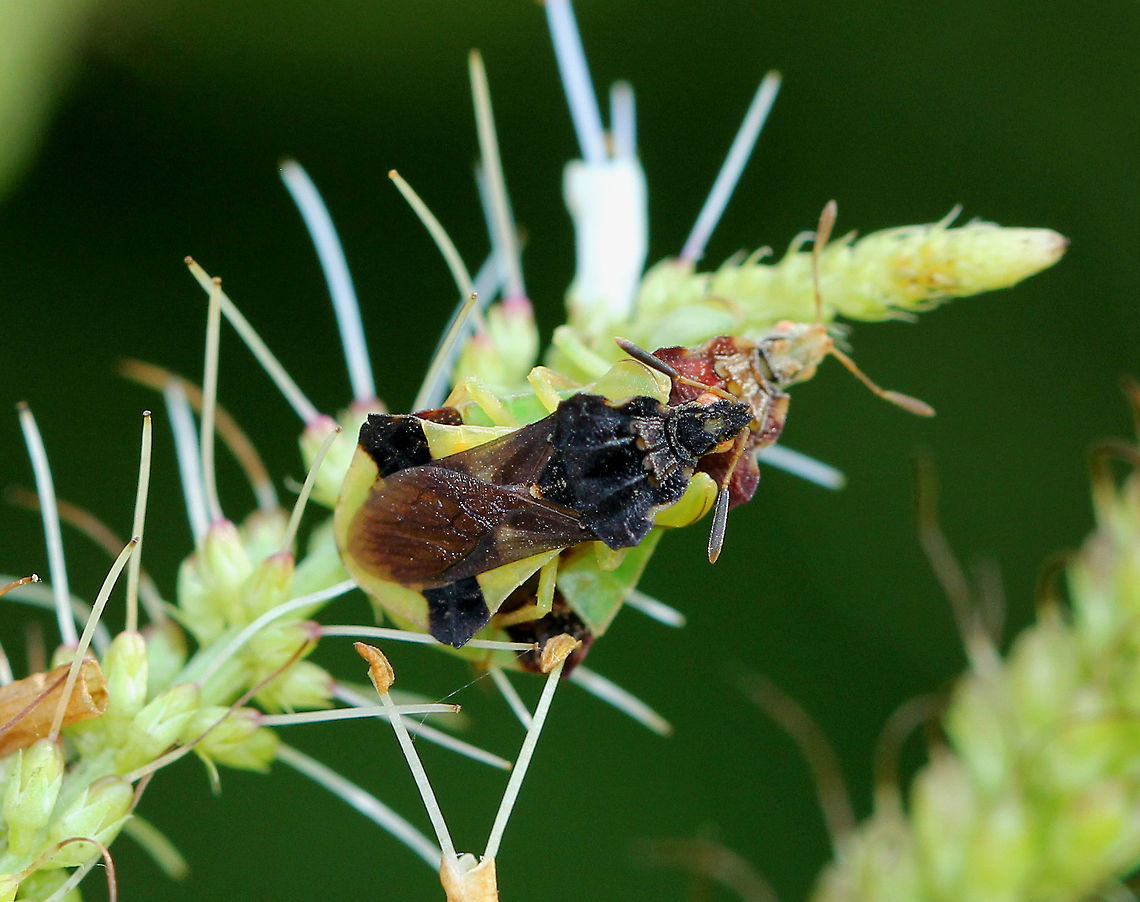 Jagged Ambush Bugs (Coupling) - Phymata sp. These two ambush bugs appear to be mating, but they are not. The male is sitting on top of the female in a piggyback position, which is referred to as &quot;coupling&quot; - a pre or post copulation guarding behavior. Copulation in these bugs only occurs when the male is positioned next to the female.<br />
<figure class="photo"><a href="https://www.jungledragon.com/image/71670/jagged_ambush_bugs_coupling_-_phymata_sp.html" title="Jagged Ambush Bugs (Coupling) - Phymata sp."><img src="https://s3.amazonaws.com/media.jungledragon.com/images/3232/71670_thumb.jpg?AWSAccessKeyId=05GMT0V3GWVNE7GGM1R2&Expires=1759968010&Signature=Z1N731v7O2regsAmaI2zAogtbqY%3D" width="200" height="162" alt="Jagged Ambush Bugs (Coupling) - Phymata sp. These two ambush bugs appear to be mating, but they are not. The male is sitting on top of the female in a piggyback position, which is referred to as &quot;coupling&quot; - a pre or post copulation guarding behavior. Copulation in these bugs only occurs when the male is positioned next to the female.<br />
https://www.jungledragon.com/image/56843/jagged_ambush_bugs_coupling_-_phymata_sp.html<br />
https://www.jungledragon.com/image/71671/jagged_ambush_bugs_coupling_-_phymata_sp.html Geotagged,Jagged Ambush Bugs (Coupling),Phymata,Summer,United States,ambush bugs,bugs,jagged ambush bugs" /></a></figure><br />
<figure class="photo"><a href="https://www.jungledragon.com/image/56843/jagged_ambush_bugs_coupling_-_phymata_sp.html" title="Jagged Ambush Bugs (Coupling) - Phymata sp."><img src="https://s3.amazonaws.com/media.jungledragon.com/images/3232/56843_thumb.jpg?AWSAccessKeyId=05GMT0V3GWVNE7GGM1R2&Expires=1759968010&Signature=O932tXSl478zaQBbp6dpVnBSlmU%3D" width="114" height="152" alt="Jagged Ambush Bugs (Coupling) - Phymata sp. These two ambush bugs appear to be mating, but they are not. The male is sitting on top of the female in a piggyback position, which is referred to as &quot;coupling&quot; - a pre or post copulation guarding behavior. Copulation in these bugs only occurs when the male is positioned next to the female. <br />
https://www.jungledragon.com/image/71670/jagged_ambush_bugs_coupling_-_phymata_sp.html<br />
https://www.jungledragon.com/image/71671/jagged_ambush_bugs_coupling_-_phymata_sp.html Geotagged,Jagged Ambush Bugs,Jagged Ambush Bugs (Coupling),Phymata,Summer,United States,ambush bugs" /></a></figure> Geotagged,Summer,United States,ambush bugs,bugs,coupling,jagged ambush bugs