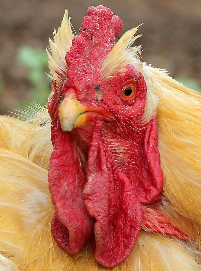 Rooster - Gallus gallus domesticus This rooster was big and fluffy, and strutted around like he was the boss. I frequently hike at this nature center, and they have free range goats and chickens that wander the meadows and woods. It can be quite a surprise to come upon them in the woods! Unfortunately, most of the chickens have since been eaten by foxes and coyotes.<br />
<figure class="photo"><a href="https://www.jungledragon.com/image/71674/rooster_-_gallus_gallus_domesticus.html" title="Rooster - Gallus gallus domesticus"><img src="https://s3.amazonaws.com/media.jungledragon.com/images/3232/71674_thumb.jpg?AWSAccessKeyId=05GMT0V3GWVNE7GGM1R2&Expires=1767225610&Signature=6hxYv9iFodeIw7r6Y%2Fe6RSofOcw%3D" width="200" height="146" alt="Rooster - Gallus gallus domesticus This rooster was big and fluffy, and strutted around like he was the boss. I frequently hike at this nature center, and they have free range goats and chickens that wander the meadows and woods. It can be quite a surprise to come upon them in the woods! Unfortunately, most of the chickens have since been eaten by foxes and coyotes.<br />
https://www.jungledragon.com/image/71672/rooster_-_gallus_gallus_domesticus.html<br />
https://www.jungledragon.com/image/71673/rooster_-_gallus_gallus_domesticus.html Domestic Chicken,Gallus gallus,Gallus gallus domesticus,Gallus gallus var. domesticus,Geotagged,Red junglefowl,Spring,United States,chicken,rooster" /></a></figure><br />
<figure class="photo"><a href="https://www.jungledragon.com/image/71673/rooster_-_gallus_gallus_domesticus.html" title="Rooster - Gallus gallus domesticus"><img src="https://s3.amazonaws.com/media.jungledragon.com/images/3232/71673_thumb.jpg?AWSAccessKeyId=05GMT0V3GWVNE7GGM1R2&Expires=1767225610&Signature=x5WM6pl0KYonuiqjhNZBV3lbTgo%3D" width="118" height="152" alt="Rooster - Gallus gallus domesticus This rooster was big and fluffy, and strutted around like he was the boss. I frequently hike at this nature center, and they have free range goats and chickens that wander the meadows and woods. It can be quite a surprise to come upon them in the woods! Unfortunately, most of the chickens have since been eaten by foxes and coyotes.<br />
https://www.jungledragon.com/image/71672/rooster_-_gallus_gallus_domesticus.html<br />
https://www.jungledragon.com/image/71674/rooster_-_gallus_gallus_domesticus.html Domestic Chicken,Gallus gallus,Gallus gallus var. domesticus,Geotagged,Red junglefowl,Spring,United States" /></a></figure> Domestic Chicken,Gallus gallus,Gallus gallus domesticus,Gallus gallus var. domesticus,Geotagged,Red junglefowl,Spring,United States,captive animal,chicken,rooster