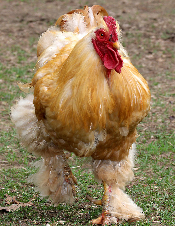 Rooster - Gallus gallus domesticus This rooster was big and fluffy, and strutted around like he was the boss. I frequently hike at this nature center, and they have free range goats and chickens that wander the meadows and woods. It can be quite a surprise to come upon them in the woods! Unfortunately, most of the chickens have since been eaten by foxes and coyotes.<br />
<figure class="photo"><a href="https://www.jungledragon.com/image/71672/rooster_-_gallus_gallus_domesticus.html" title="Rooster - Gallus gallus domesticus"><img src="https://s3.amazonaws.com/media.jungledragon.com/images/3232/71672_thumb.jpg?AWSAccessKeyId=05GMT0V3GWVNE7GGM1R2&Expires=1759968010&Signature=hoM%2FR6FZx4AsLmwbgjPC8dD0Nvs%3D" width="114" height="152" alt="Rooster - Gallus gallus domesticus This rooster was big and fluffy, and strutted around like he was the boss. I frequently hike at this nature center, and they have free range goats and chickens that wander the meadows and woods. It can be quite a surprise to come upon them in the woods! Unfortunately, most of the chickens have since been eaten by foxes and coyotes.<br />
https://www.jungledragon.com/image/71674/rooster_-_gallus_gallus_domesticus.html<br />
https://www.jungledragon.com/image/71673/rooster_-_gallus_gallus_domesticus.html Domestic Chicken,Gallus gallus,Gallus gallus domesticus,Gallus gallus var. domesticus,Geotagged,Red junglefowl,Spring,United States,captive animal,chicken,rooster" /></a></figure><br />
<figure class="photo"><a href="https://www.jungledragon.com/image/71674/rooster_-_gallus_gallus_domesticus.html" title="Rooster - Gallus gallus domesticus"><img src="https://s3.amazonaws.com/media.jungledragon.com/images/3232/71674_thumb.jpg?AWSAccessKeyId=05GMT0V3GWVNE7GGM1R2&Expires=1759968010&Signature=Zr%2BoLOXwjQ4KzMAiPTgFEjIvUA4%3D" width="200" height="146" alt="Rooster - Gallus gallus domesticus This rooster was big and fluffy, and strutted around like he was the boss. I frequently hike at this nature center, and they have free range goats and chickens that wander the meadows and woods. It can be quite a surprise to come upon them in the woods! Unfortunately, most of the chickens have since been eaten by foxes and coyotes.<br />
https://www.jungledragon.com/image/71672/rooster_-_gallus_gallus_domesticus.html<br />
https://www.jungledragon.com/image/71673/rooster_-_gallus_gallus_domesticus.html Domestic Chicken,Gallus gallus,Gallus gallus domesticus,Gallus gallus var. domesticus,Geotagged,Red junglefowl,Spring,United States,chicken,rooster" /></a></figure> Domestic Chicken,Gallus gallus,Gallus gallus var. domesticus,Geotagged,Red junglefowl,Spring,United States