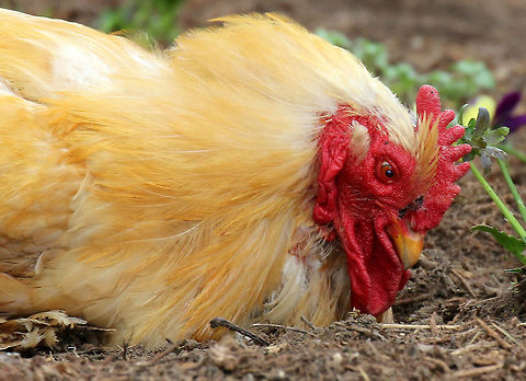 Rooster - Gallus gallus domesticus This rooster was big and fluffy, and strutted around like he was the boss. I frequently hike at this nature center, and they have free range goats and chickens that wander the meadows and woods. It can be quite a surprise to come upon them in the woods! Unfortunately, most of the chickens have since been eaten by foxes and coyotes.
https://www.jungledragon.com/image/71672/rooster_-_gallus_gallus_domesticus.html
https://www.jungledragon.com/image/71673/rooster_-_gallus_gallus_domesticus.html Domestic Chicken,Gallus gallus,Gallus gallus domesticus,Gallus gallus var. domesticus,Geotagged,Red junglefowl,Spring,United States,chicken,rooster