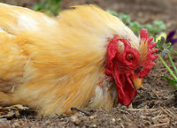 Rooster - Gallus gallus domesticus This rooster was big and fluffy, and strutted around like he was the boss. I frequently hike at this nature center, and they have free range goats and chickens that wander the meadows and woods. It can be quite a surprise to come upon them in the woods! Unfortunately, most of the chickens have since been eaten by foxes and coyotes.<br />
https://www.jungledragon.com/image/71672/rooster_-_gallus_gallus_domesticus.html<br />
https://www.jungledragon.com/image/71673/rooster_-_gallus_gallus_domesticus.html Domestic Chicken,Gallus gallus,Gallus gallus domesticus,Gallus gallus var. domesticus,Geotagged,Red junglefowl,Spring,United States,chicken,rooster