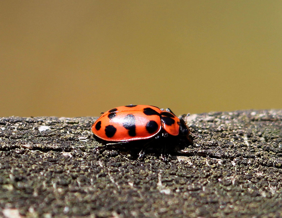Spotted Lady Beetle - Coleomegilla maculata Spotted Lady Beetles are a pinkish red color. Body shape is oval with six black spots on each elytron. The pronotum has two large triangular black spots. The head is black with a red triangular marking. Coleomegilla,Coleomegilla maculata,Geotagged,Spotted Ladybird,Spring,United States,beetle,lady beetle