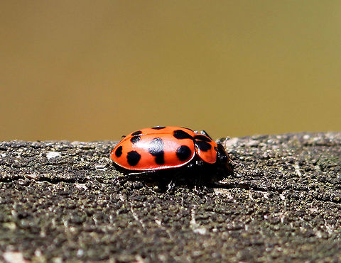 Spotted Lady Beetle - Coleomegilla maculata Spotted Lady Beetles are a pinkish red color. Body shape is oval with six black spots on each elytron. The pronotum has two large triangular black spots. The head is black with a red triangular marking. Coleomegilla,Coleomegilla maculata,Geotagged,Spotted Ladybird,Spring,United States,beetle,lady beetle