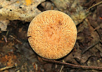 Corrugated Bolete - Xerocomus hortonii The cap was light tan/orange and had a rough, wrinkled texture. Light yellow pores and stem.<br />
https://www.jungledragon.com/image/57675/corrugated_bolete.html Geotagged,Summer,United States,Xerocomus hortonii,bolete