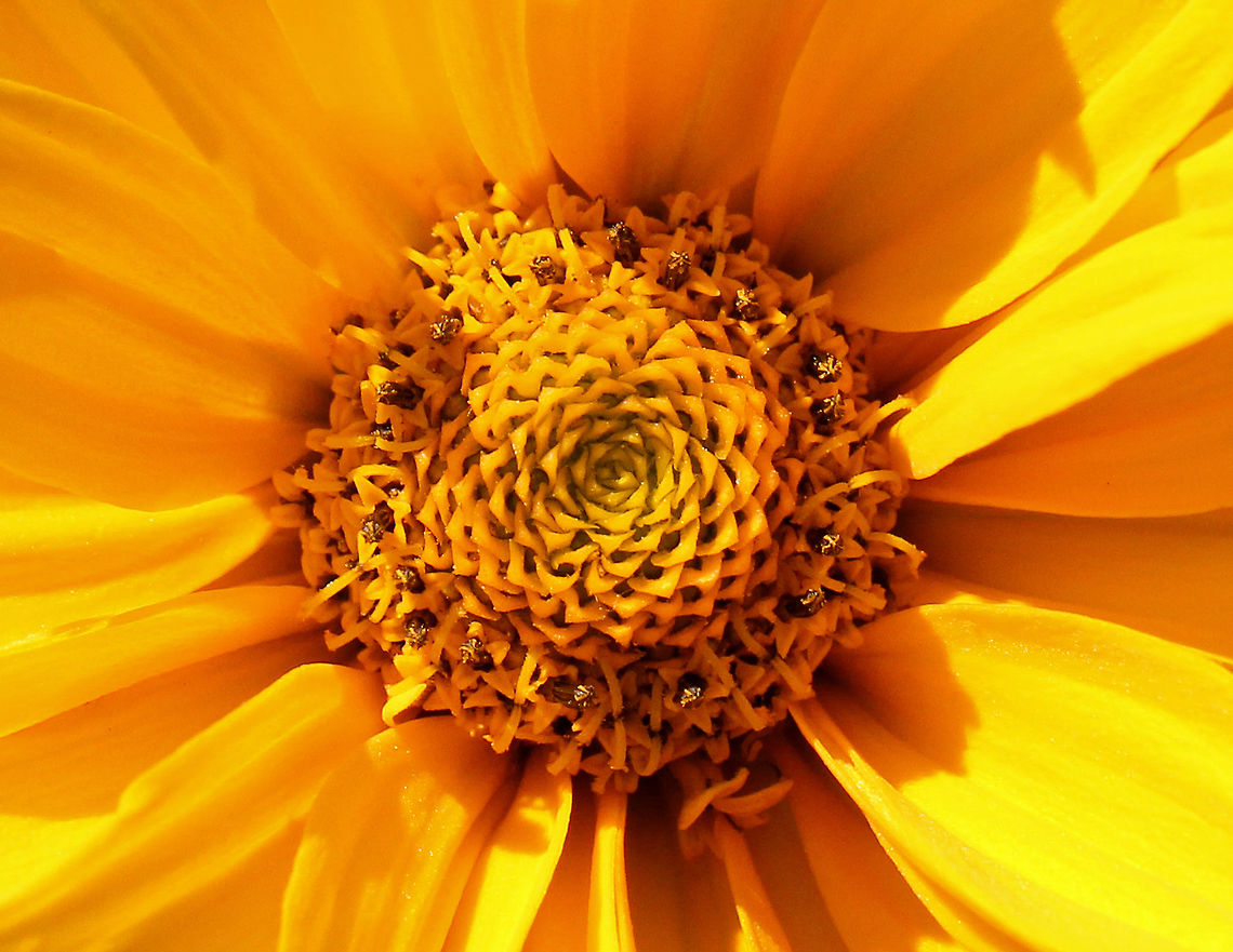False Sunflower - Heliopsis helianthoides This flower looks like a small sunflower. It has a cone-shaped central disk and persistent rays. Unlike true sunflowers, this flower&#039;s rays persist on the flower heads rather than withering and falling off.<br />
<figure class="photo"><a href="https://www.jungledragon.com/image/57674/false_sunflower_-_heliopsis_helianthoides.html" title="False Sunflower - Heliopsis helianthoides"><img src="https://s3.amazonaws.com/media.jungledragon.com/images/3232/57674_thumb.jpg?AWSAccessKeyId=05GMT0V3GWVNE7GGM1R2&Expires=1759968010&Signature=soCr5zQDo0HcpEvpDlYp2cp%2FEGY%3D" width="200" height="162" alt="False Sunflower - Heliopsis helianthoides This flower looks like a small sunflower. It has a cone-shaped central disk and persistent rays. Unlike true sunflowers, this flower&#039;s rays persist on the flower heads rather than withering and falling off.<br />
https://www.jungledragon.com/image/71677/false_sunflower_-_heliopsis_helianthoides.html<br />
https://www.jungledragon.com/image/71679/false_sunflower_-_heliopsis_helianthoides.html<br />
https://www.jungledragon.com/image/71678/false_sunflower_-_heliopsis_helianthoides.html False Sunflower,Geotagged,Heliopsis,Heliopsis helianthoides,Summer,United States,flower,sunflower" /></a></figure><br />
<figure class="photo"><a href="https://www.jungledragon.com/image/71679/false_sunflower_-_heliopsis_helianthoides.html" title="False Sunflower - Heliopsis helianthoides"><img src="https://s3.amazonaws.com/media.jungledragon.com/images/3232/71679_thumb.jpg?AWSAccessKeyId=05GMT0V3GWVNE7GGM1R2&Expires=1759968010&Signature=7ZifnoMd2cFrhqcDtMDc2VA1onw%3D" width="110" height="152" alt="False Sunflower - Heliopsis helianthoides This flower looks like a small sunflower. It has a cone-shaped central disk and persistent rays. Unlike true sunflowers, this flower&#039;s rays persist on the flower heads rather than withering and falling off.<br />
https://www.jungledragon.com/image/71677/false_sunflower_-_heliopsis_helianthoides.html<br />
https://www.jungledragon.com/image/57674/false_sunflower.html<br />
https://www.jungledragon.com/image/71678/false_sunflower_-_heliopsis_helianthoides.html False sunflower,Geotagged,Heliopsis helianthoides,Summer,United States" /></a></figure><br />
<figure class="photo"><a href="https://www.jungledragon.com/image/71678/false_sunflower_-_heliopsis_helianthoides.html" title="False Sunflower - Heliopsis helianthoides"><img src="https://s3.amazonaws.com/media.jungledragon.com/images/3232/71678_thumb.jpg?AWSAccessKeyId=05GMT0V3GWVNE7GGM1R2&Expires=1759968010&Signature=l3ruRr7lo6EhtXL83mRwUSxB%2BJE%3D" width="200" height="164" alt="False Sunflower - Heliopsis helianthoides This flower looks like a small sunflower. It has a cone-shaped central disk and persistent rays. Unlike true sunflowers, this flower&#039;s rays persist on the flower heads rather than withering and falling off.<br />
https://www.jungledragon.com/image/71679/false_sunflower_-_heliopsis_helianthoides.html<br />
https://www.jungledragon.com/image/71677/false_sunflower_-_heliopsis_helianthoides.html<br />
https://www.jungledragon.com/image/57674/false_sunflower.html False sunflower,Geotagged,Heliopsis helianthoides,Summer,United States" /></a></figure> False sunflower,Geotagged,Heliopsis helianthoides,Summer,United States