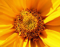 False Sunflower - Heliopsis helianthoides This flower looks like a small sunflower. It has a cone-shaped central disk and persistent rays. Unlike true sunflowers, this flower's rays persist on the flower heads rather than withering and falling off.<br />
https://www.jungledragon.com/image/57674/false_sunflower.html<br />
https://www.jungledragon.com/image/71679/false_sunflower_-_heliopsis_helianthoides.html<br />
https://www.jungledragon.com/image/71678/false_sunflower_-_heliopsis_helianthoides.html False sunflower,Geotagged,Heliopsis helianthoides,Summer,United States