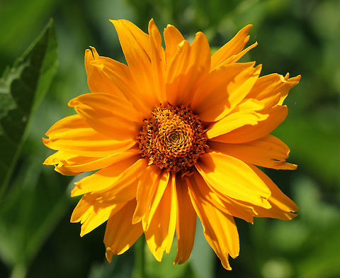 False Sunflower - Heliopsis helianthoides This flower looks like a small sunflower. It has a cone-shaped central disk and persistent rays. Unlike true sunflowers, this flower's rays persist on the flower heads rather than withering and falling off.
https://www.jungledragon.com/image/71679/false_sunflower_-_heliopsis_helianthoides.html
https://www.jungledragon.com/image/71677/false_sunflower_-_heliopsis_helianthoides.html
https://www.jungledragon.com/image/57674/false_sunflower.html False sunflower,Geotagged,Heliopsis helianthoides,Summer,United States
