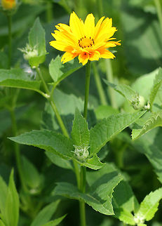 False Sunflower - Heliopsis helianthoides This flower looks like a small sunflower. It has a cone-shaped central disk and persistent rays. Unlike true sunflowers, this flower's rays persist on the flower heads rather than withering and falling off.
https://www.jungledragon.com/image/71677/false_sunflower_-_heliopsis_helianthoides.html
https://www.jungledragon.com/image/57674/false_sunflower.html
https://www.jungledragon.com/image/71678/false_sunflower_-_heliopsis_helianthoides.html False sunflower,Geotagged,Heliopsis helianthoides,Summer,United States