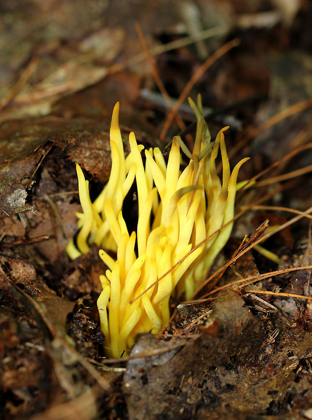 Golden Spindles - Clavulinopsis fusiformis <br />
Bright yellow, cylindrical, unbranched fruiting bodies.<br />
<br />
Habitat: Growing in a cluster on the ground in a mostly deciduous forest. Clavulinopsis fusiformis,Geotagged,Golden spindles,Summer,United States
